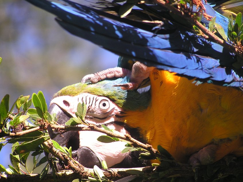 Ramblings of a Zoologist