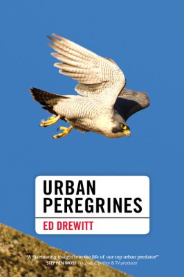 Urban Peregrines (Ed Drewitt)